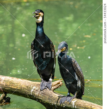 The great cormorant, Phalacrocorax carbo sitting on a branch The great cormorant, Phalacrocorax carbo sitting on a branch 54433024