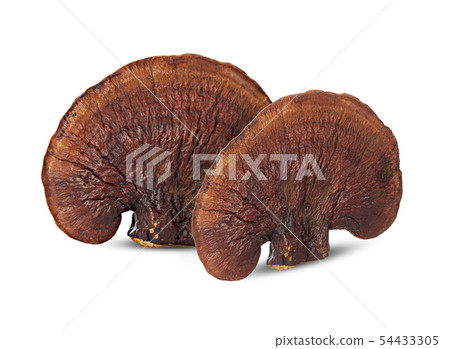 Lingzhi Mushroom Ganoderma Lucidum Isolated on Lingzhi Mushroom Ganoderma Lucidum Isolated on 54433305
