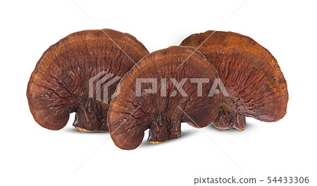 Lingzhi Mushroom Ganoderma Lucidum Isolated on 54433306