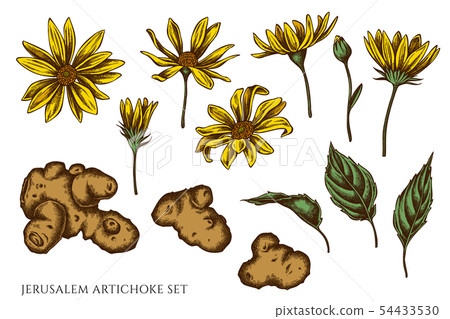 Vector set of hand drawn colored jerusalem artichoke Vector set of hand drawn colored jerusalem artichoke 54433530