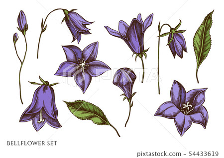 Vector set of hand drawn colored bellflower 54433619
