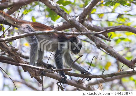 Red colobus Piliocolobus kirki monkey Zanzibar, Tanzania 54433974
