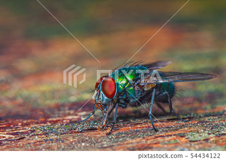Green fly close-up on a wooden background 54434122
