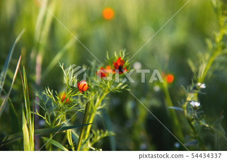 Flower head of a small field poppy at sunset in green grass close-up with sun glare 54434337