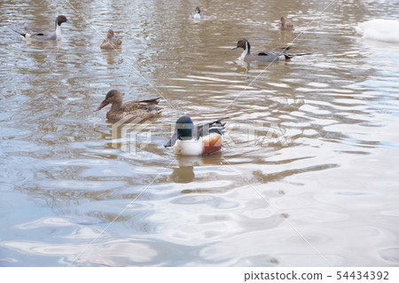 鏟鴨，一對 54434392