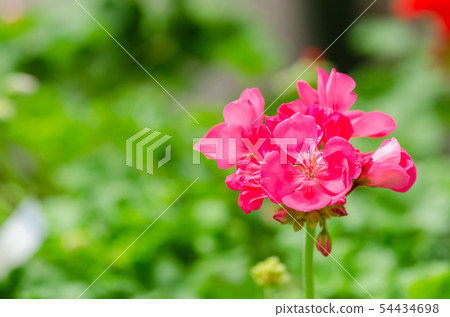 Pink geranium 54434698