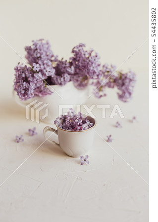 Purple spring lilac flowers still life on white Purple spring lilac flowers still life on white 54435802