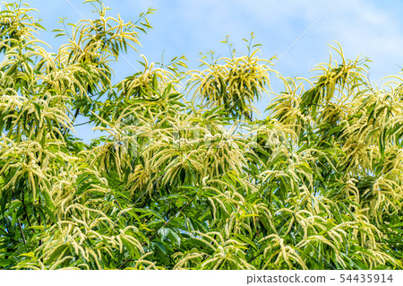 Chestnut flower [Nagano Prefecture] 54435914