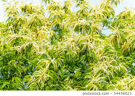 Chestnut flower [Nagano Prefecture] 54436021