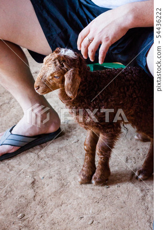 Karakul brown lamb is feeding milk from bottle Karakul brown lamb is feeding milk from bottle 54436222