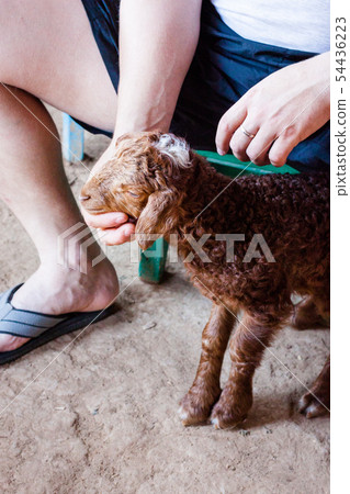 Karakul brown lamb is feeding milk from bottle Karakul brown lamb is feeding milk from bottle 54436223