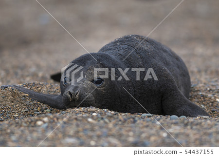 Elephant seal pup, Patagonia,Argentina 54437155