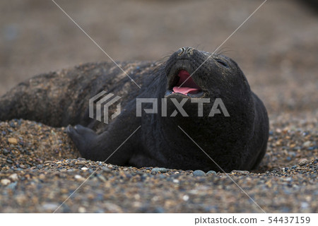 Elephant seal pup,Patagonia,Argentina Elephant seal pup,Patagonia,Argentina 54437159