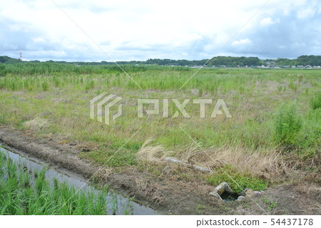 Abandoned cultivation field 54437178