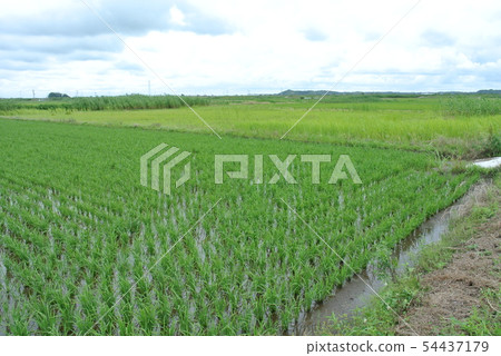 Abandoned cultivation field Abandoned cultivation field 54437179