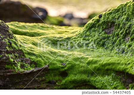 Seongsan Ilchulbong, Kwachigi Coast, Seongsan-eup, Seogwipo-si, Jeju-do 54437405