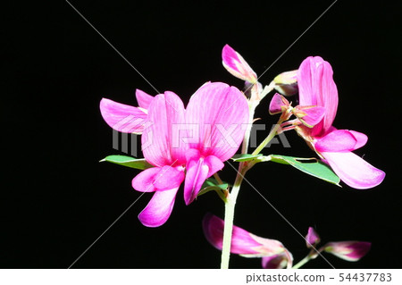 Hagi flower Hagi flower 54437783