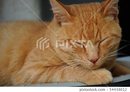 Cat, stray cat, tea tiger, charbo, male, June, relaxation, leisurely, gorogoro, cute Cat, stray cat, tea tiger, charbo, male, June, relaxation, leisurely, gorogoro, cute 54438012