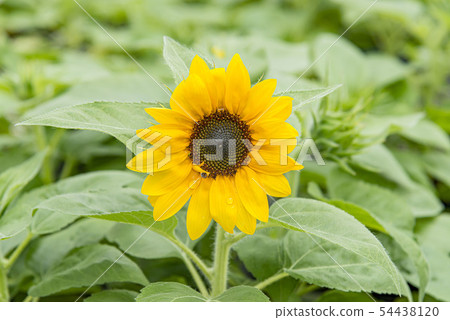 Sunflower flower 54438120
