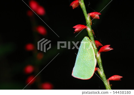 Aoba Hagoromo and Mizukiki Flowers 54438180