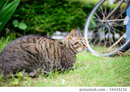 Pheasant cat on the grass Pheasant cat on the grass 54438238