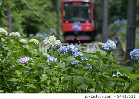 Ajisai Train Type 2000 [2019] Hakone Tozan Railway [Kanagawa Prefecture] 54438521