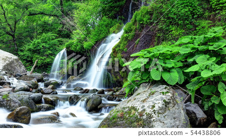 鮮綠色的鳥龍瀑布 54438806