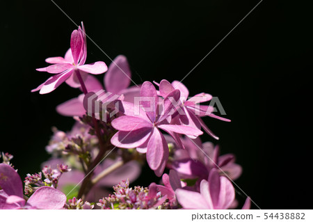 繡球花，舞會 54438882