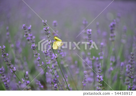 在淡紫色領域的愛戀的蝴蝶 54438917