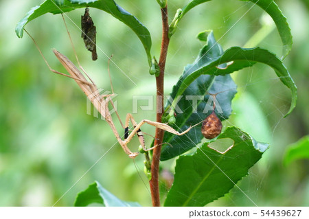 Pomegranate, moth and eggshell Pomegranate, moth and eggshell 54439627