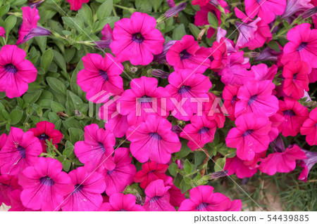 Ruellia clandestina flower in the garden. 54439885