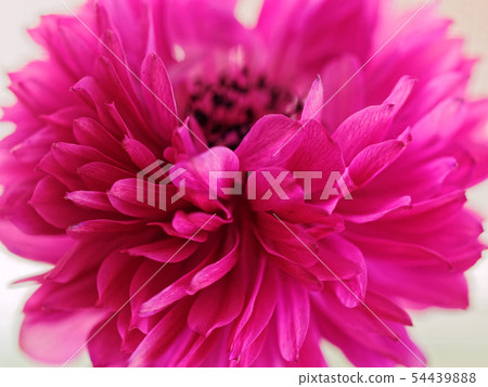 Pink flowers 54439888