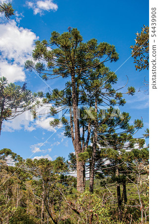Treetops in the middle of a pine forest Treetops in the middle of a pine forest 54439908
