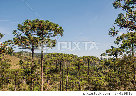 Treetops in the middle of a pine forest 54439913