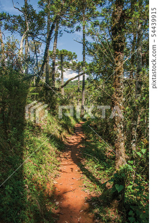 Trail in the middle of a pine forest 54439915
