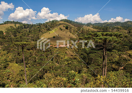 Pine tree forest and hills Pine tree forest and hills 54439916