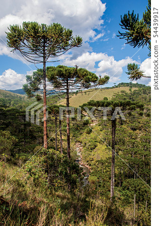 Pine tree forest and hills 54439917