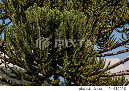 Pine tree branches Pine tree branches 54439918