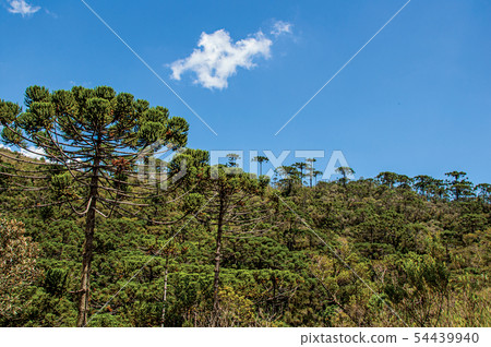 Treetops in the middle of a pine forest Treetops in the middle of a pine forest 54439940