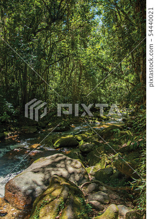 View of creek and rocks in the middle of a forest View of creek and rocks in the middle of a forest 54440021