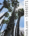 棕櫚樹 54440771