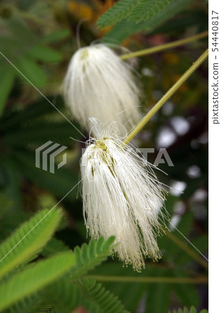 白花 白花 54440817