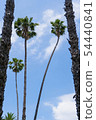 棕櫚樹 54440841