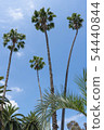 棕櫚樹 54440844