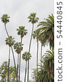 棕櫚樹 54440845