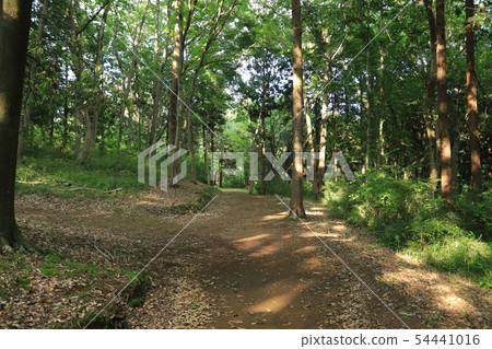 Forest road of early summer Forest road of early summer 54441016