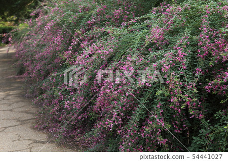 Hagi flower of Nagai Botanical Garden 54441027