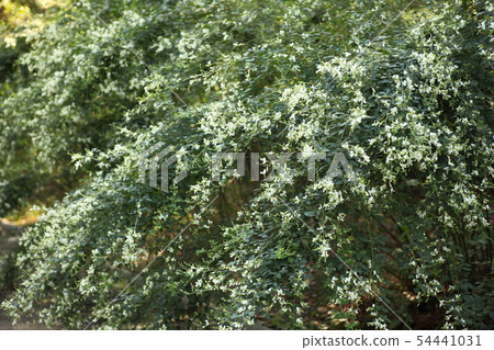 Hagi flower of Nagai Botanical Garden Hagi flower of Nagai Botanical Garden 54441031