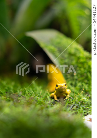 Close up of yellow poison frog, dartfrog 54441127