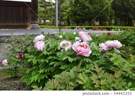 Kenninji Temple method hall Peony Kenninji Temple method hall Peony 54441355